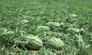 西瓜什么季节种植 西瓜什么时间种植