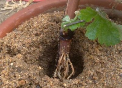 葡萄扦插多久生根 扦插葡萄生根最快方法 图解