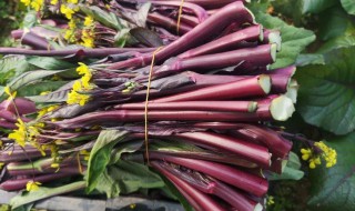 怎样挑选红菜心好吃 如何挑选红菜心好吃