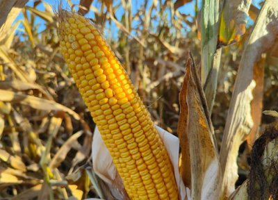 先玉335玉米种简介 先玉335种子审定公告、价格