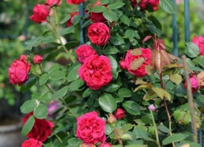 月季秋天开花后怎样修剪 秋季如何养护月季顺利开出大花朵