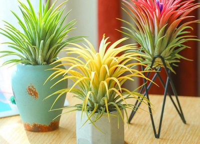 空气凤梨最好看的品种 哪一种空气凤梨最好养