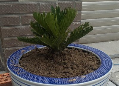 铁树中间烂心怎么回事 铁树树干中心烂腐烂完了怎么处理