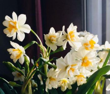 水仙花水养还是土养好 水仙水养跟土养哪个开花快