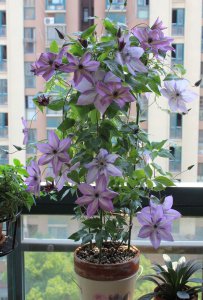 乌托邦铁线莲优缺点 三类重度修剪的f系品种乌托邦