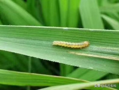 水稻纵卷叶螟用什么药好 稻纵卷叶螟的防治特效药及方法