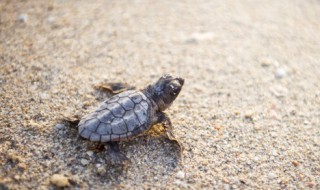 家里养的乌龟怎么过冬天 家里养的乌龟如何过冬呢