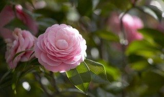 花卉怎么养才能爆盆 怎么养花才能养出爆盆的感觉