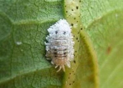 种菜土里长很多虫子怎么办 家里菜园有虫子怎么处理