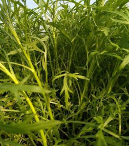 黎蒿菜是什么样子图片 野菜藜蒿营养价值比茼蒿还高