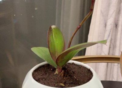 春季怎样给兰花换盆 兰花秋季如何进行换盆换土