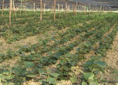 猕猴桃树苗移栽时间 猕猴桃树苗什么时候移栽最好