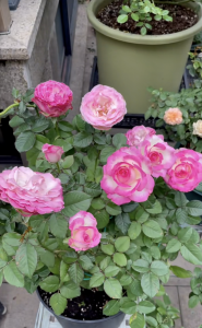 糖果雪山月季的优缺点 小型灌木月季花糖果雪山耐热耐晒