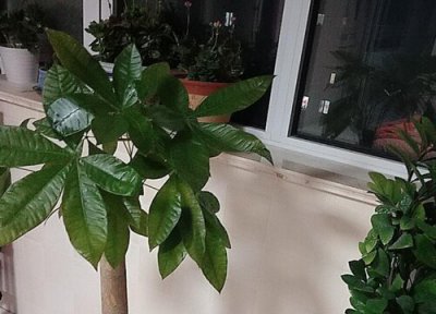 发财树用肥 发财树用什么肥料