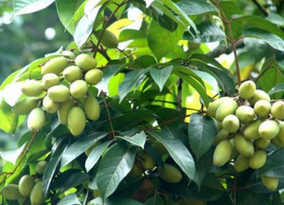 甜种橄榄是自然的吗 新鲜的甜橄榄是天然的甜味吗