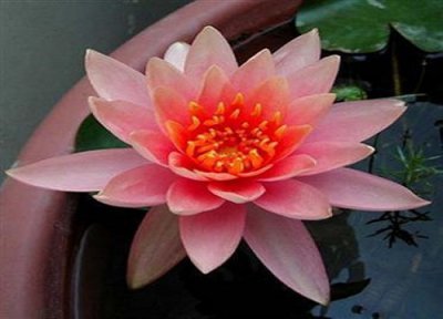 睡莲的花语和寓意 不同颜色睡莲代表什么意思