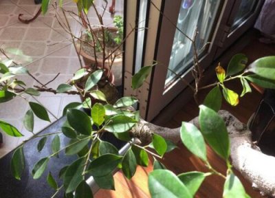 榕树盆景是否怕冻 榕树盆景冬天怎么养护