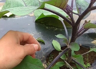 茄子缺素症图片及防治 茄子缺钙的症状与表现