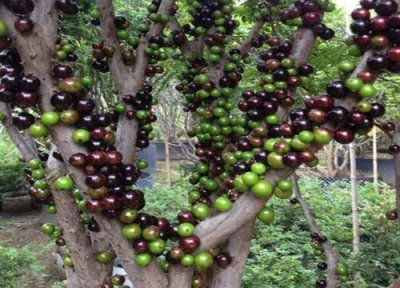 嘉宝果用肥 嘉宝果用什么肥料