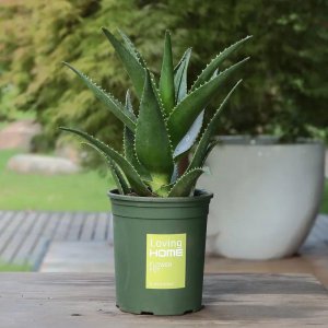 沙质土适合种植哪些植物 这5种花喜最欢沙质土壤