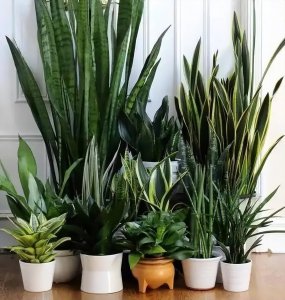 虎皮兰快速爆盆的3个小妙招 3个养护秘诀虎皮兰越长越旺盛