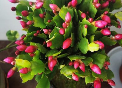 蟹爪兰的浇水方法和注意事项 蟹爪兰什么情况下浇水