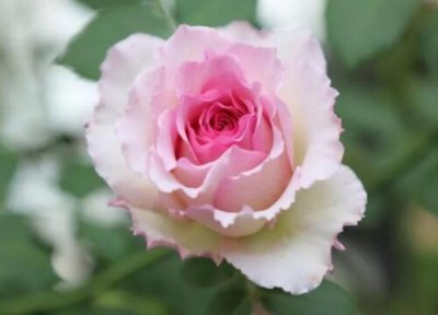 月季罗衣是藤本还是灌木 月季罗衣属于藤本还是灌木