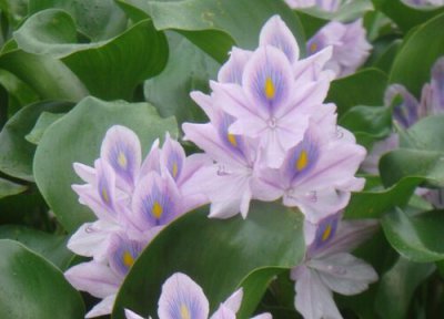 水葫芦什么时候开花 花期多长时间