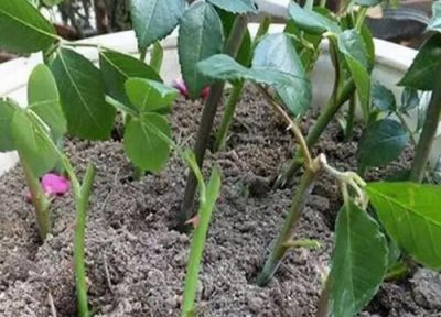 蔷薇扦插生根时间 蔷薇扦插多久生根