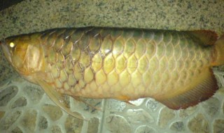 龙鱼掉鳞片怎么办 龙鱼掉鳞片的处理方法