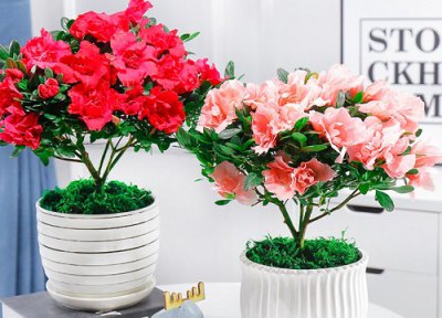 映山红的养殖方法 映山红的养殖方法和注意事项