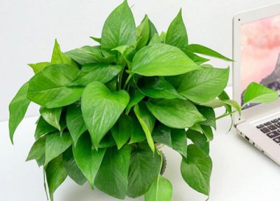 适合长期在室内种植的植物 长年家庭养容易养活的绿植