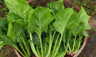 菠菜要煮多久 菠菜一般需要煮多久