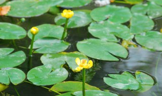 水莲种植方法及注意事项 水莲如何种植