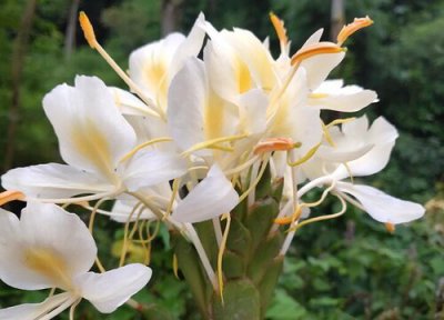 姜开花吗 开花是什么样子的