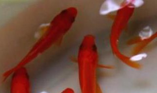 红鲫鱼吃什么东西 红鲫鱼喜欢吃的食物大盘点