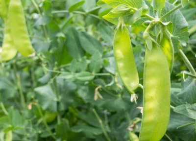 蚕豆最佳种植时间和生长期 什么季节种植最好