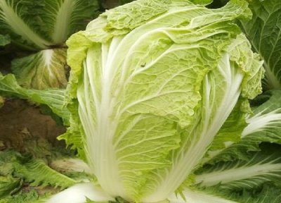 白菜生长周期 白菜打什么药好