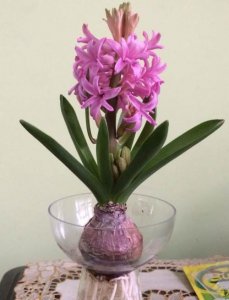 葡萄风信子花谢了怎么处理 开完后处理后来年又长叶又开花