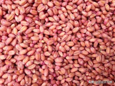 小麦种子包衣剂有哪些 小麦种子用什么药拌最好