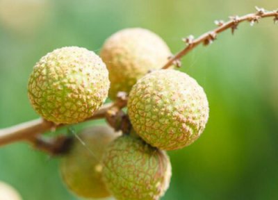 桂圆能放冰箱吗 桂圆冷藏存放时间