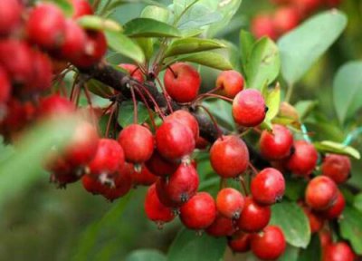 海棠果简介 海棠果和沙果的区别