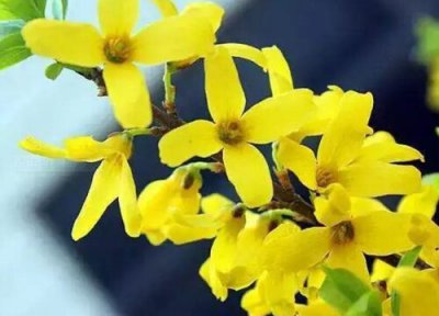 金钟花花期多长时间 花期是什么时候