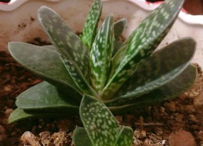 元宝芦荟怎么来养殖 有哪些养殖技巧