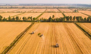 冬天怎么给麦浇水 麦冬天怎么浇水