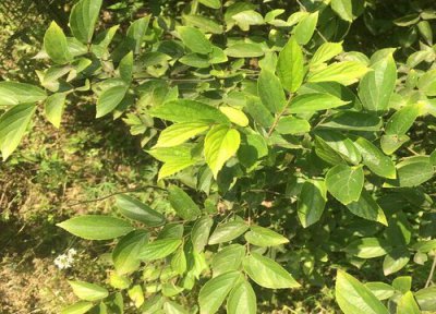 朴树是什么树种 属于落叶乔木