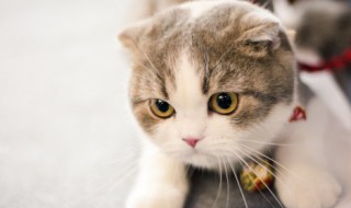 猫咪发情了怎么办 猫咪发情期怎么处理