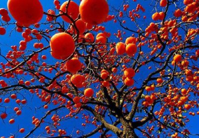 柿子树扦插时间 柿子树扦插生根最快方法