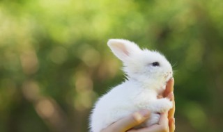 2023年是什么生肖年 2023年是不是兔年呢