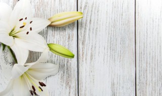 什么花束适合送长辈 送长辈什么花好